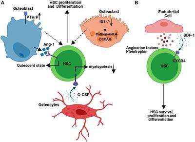 Role of the Bone Marrow Niche in Supporting the Pathogenesis of Lymphoid Malignancies